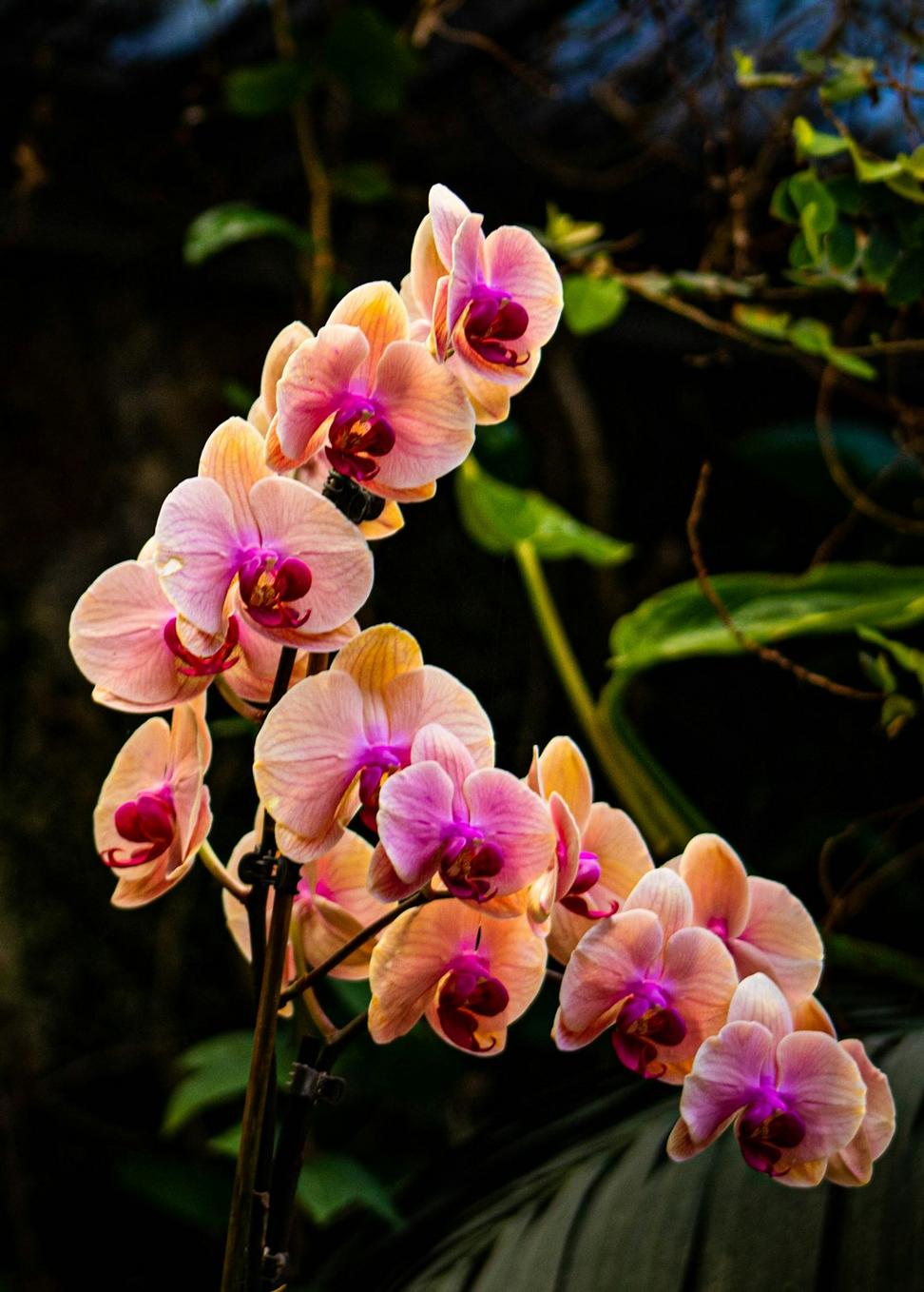 Cascade wedding bouquet