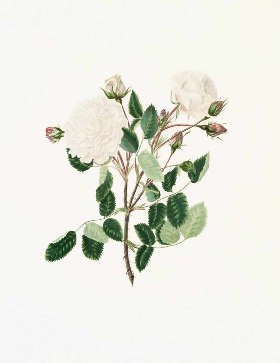 Botanical Illustration