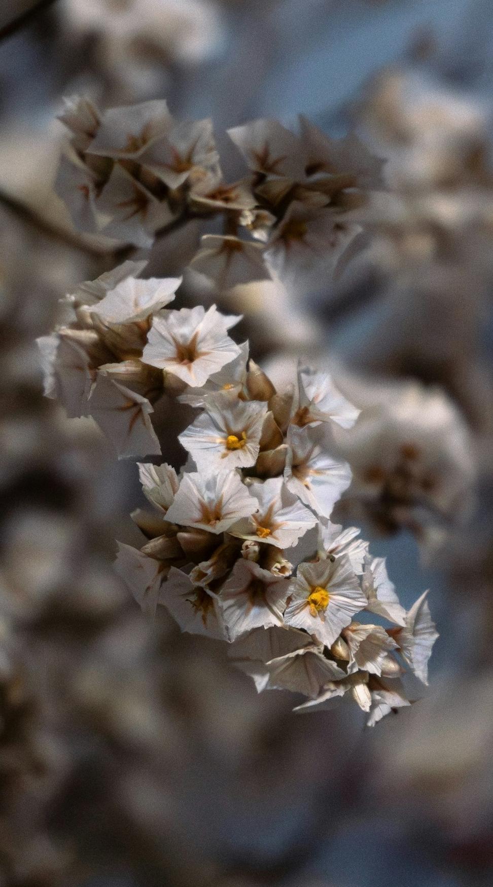 Dried flowers