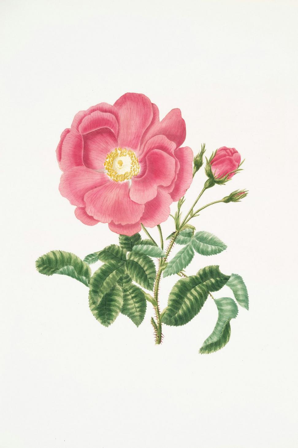 Botanical Art