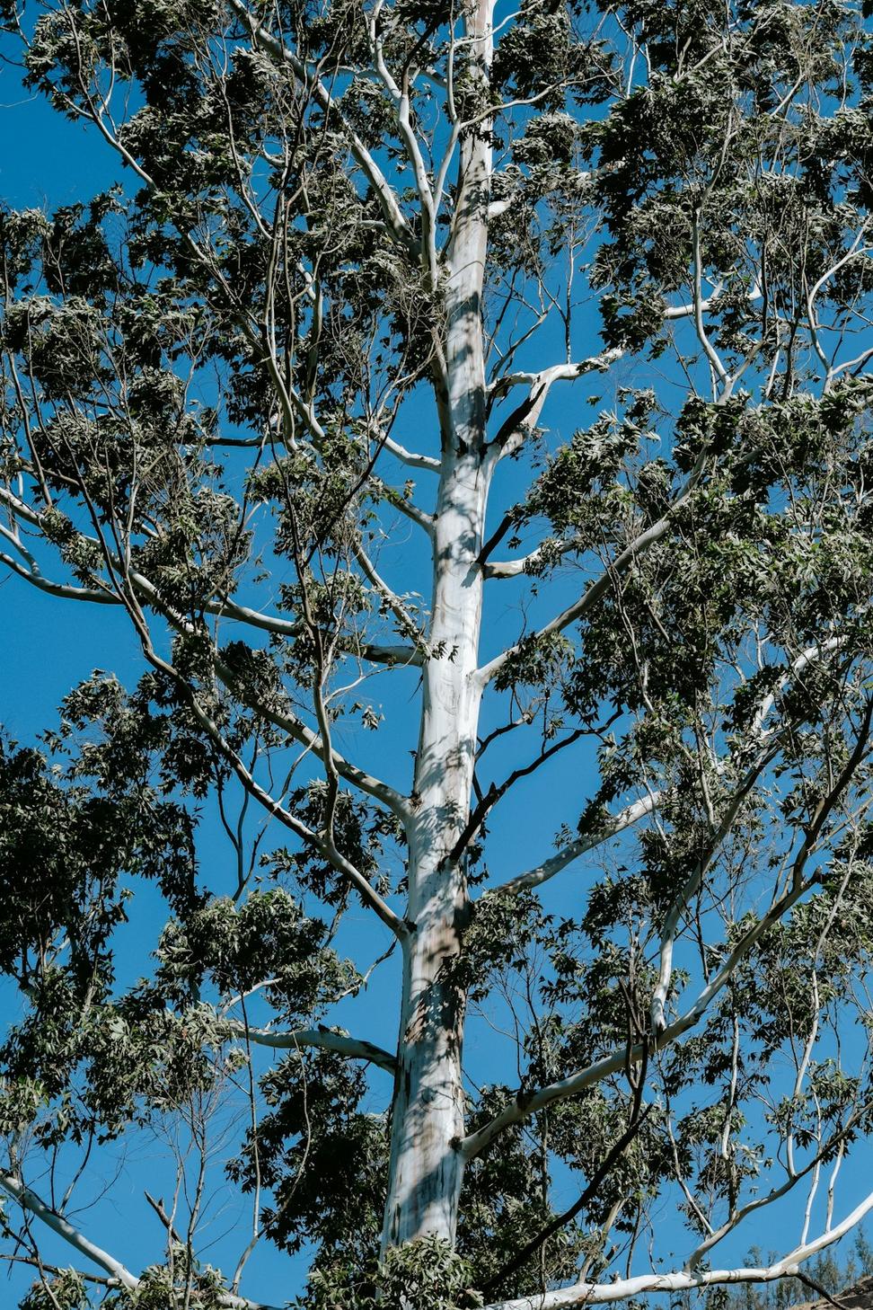 Eucalyptus