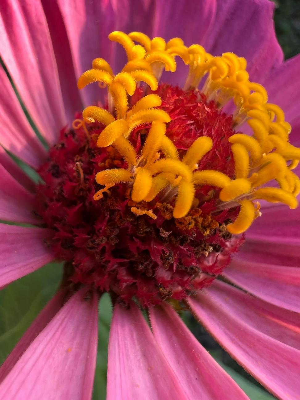 Summer wildflower bouquet